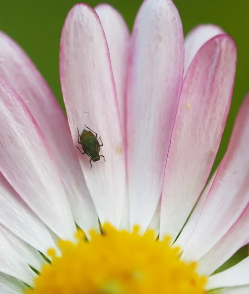 Bug 对花雏菊 — 图库照片