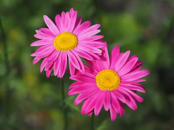 Flor margarida — Fotografia de Stock