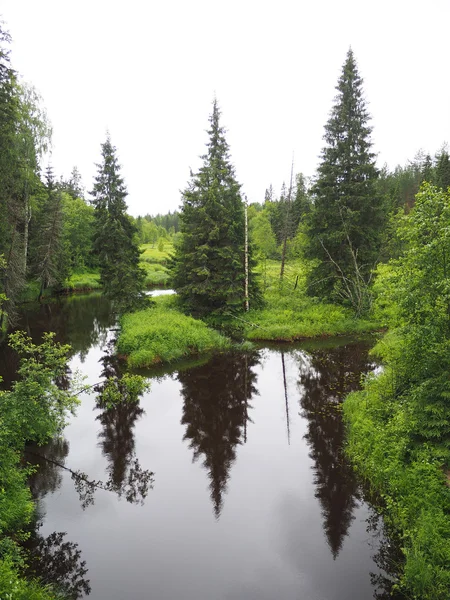 Fluss im Wald — Stockfoto