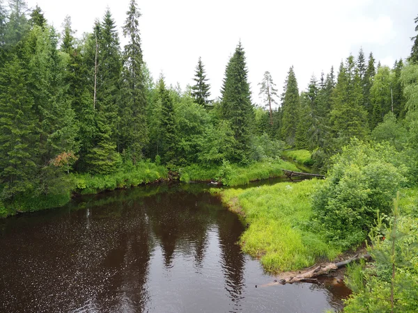 Fluss im Wald — Stockfoto