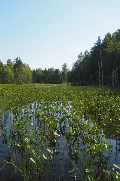 Plantes sur le lac — Photo