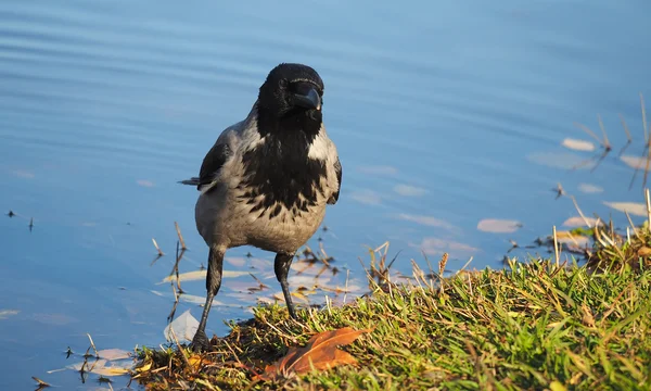 Kråka på sjön — Stockfoto