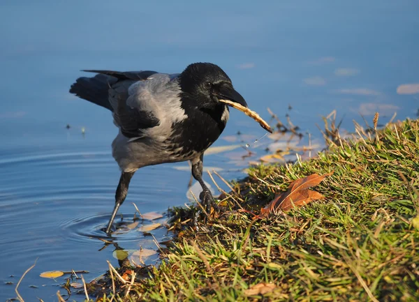 Krähe auf dem See — Stockfoto