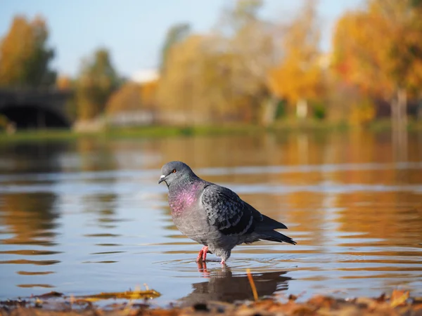 dove gray on the lake