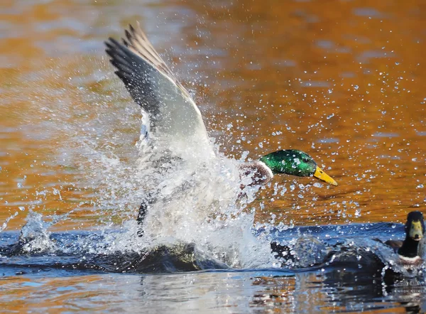 Duck flaps its wings — Stock Photo, Image