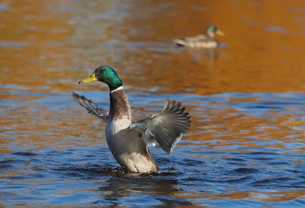 Duck flaps its wings — Stock Photo, Image