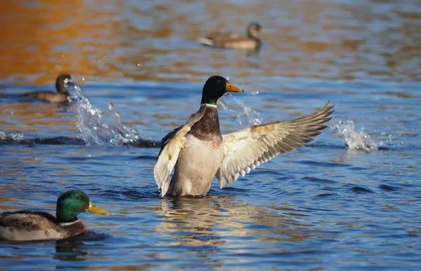 Duck flaps its wings — Stock Photo, Image