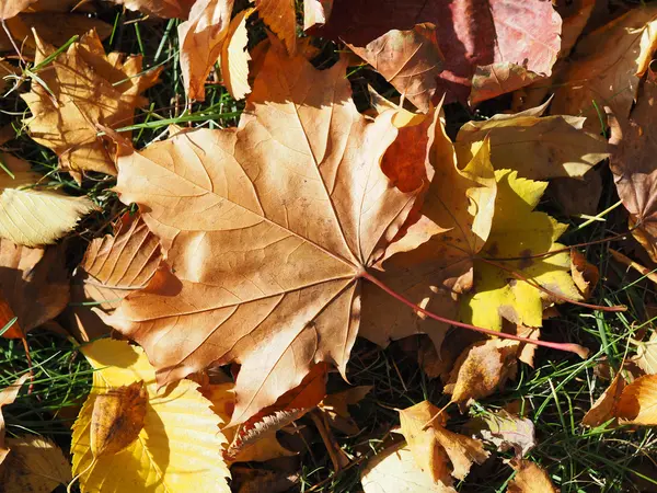 Hojas de arce en otoño — Foto de Stock