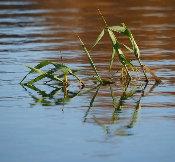 Plants on the lake — Stock Photo, Image