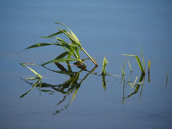 Plants on the lake — Stock Photo, Image