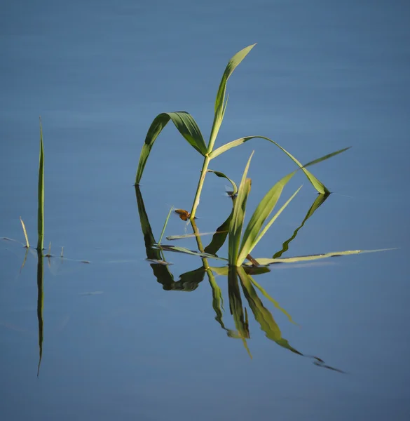 Plants on the lake — Stock Photo, Image