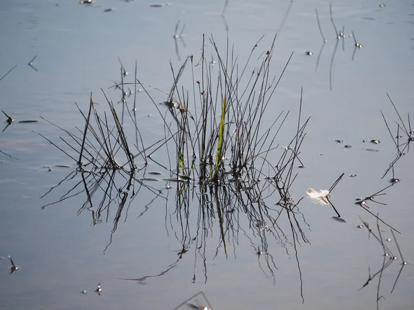 Plants on the lake — Stock Photo, Image