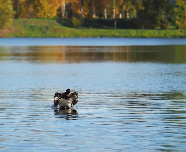 Утка на озере — стоковое фото