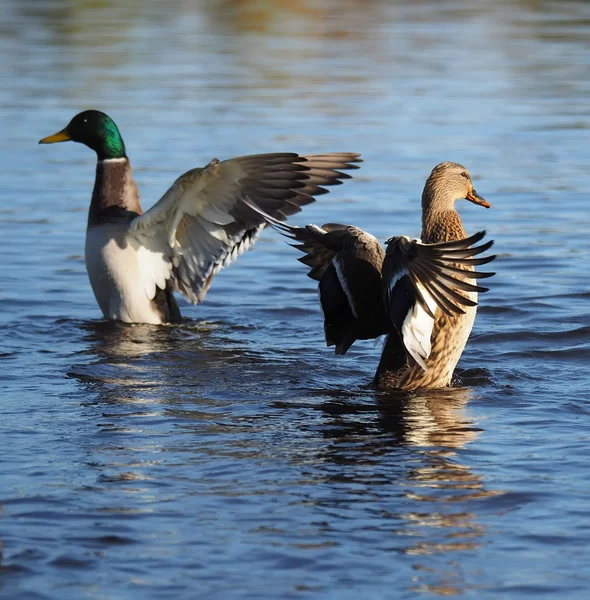 Duck flaps its wings — Stock Photo, Image