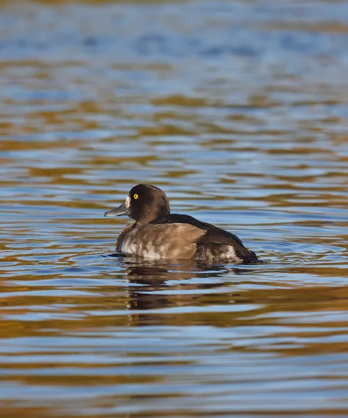 Ente auf dem See — Stockfoto