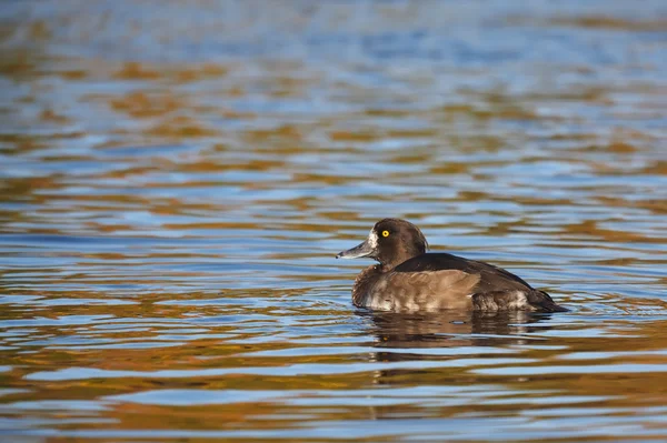 Pato no lago — Fotografia de Stock