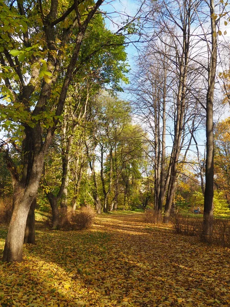 秋の公園で — ストック写真