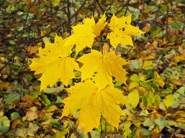 Background of leaves on the ground — Stock Photo, Image