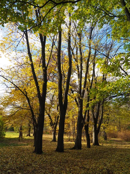 秋の公園で — ストック写真