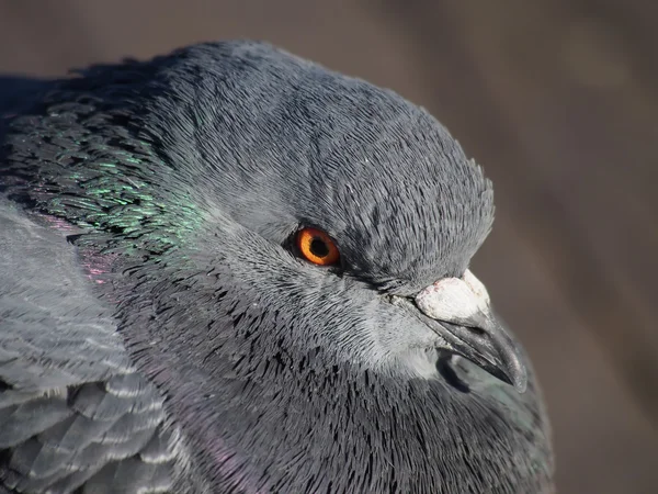 Gray Dove na jezeře — Stock fotografie