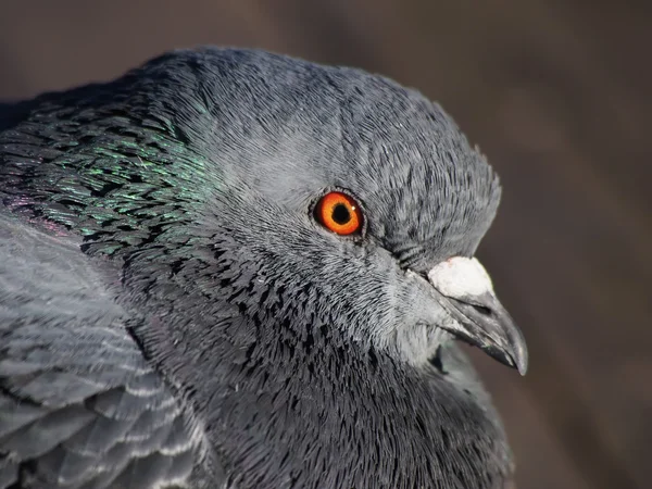 Duva gray på sjön — Stockfoto