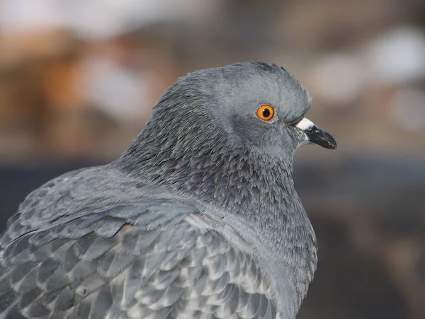 Gray Dove na jezeře — Stock fotografie