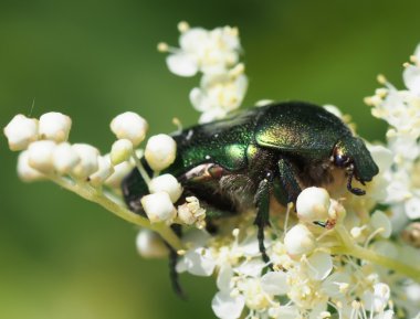 çimenlerde beetle
