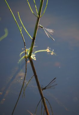 Yusufçuk sucul bitkiler üzerinde