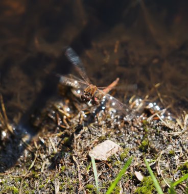 yusufçuk dostum uçuş