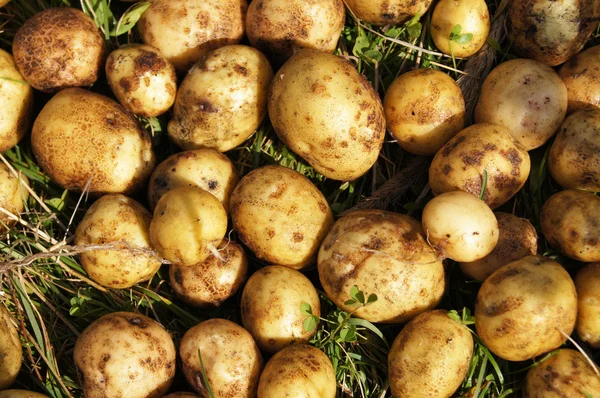 Potatis på gräset — Stockfoto