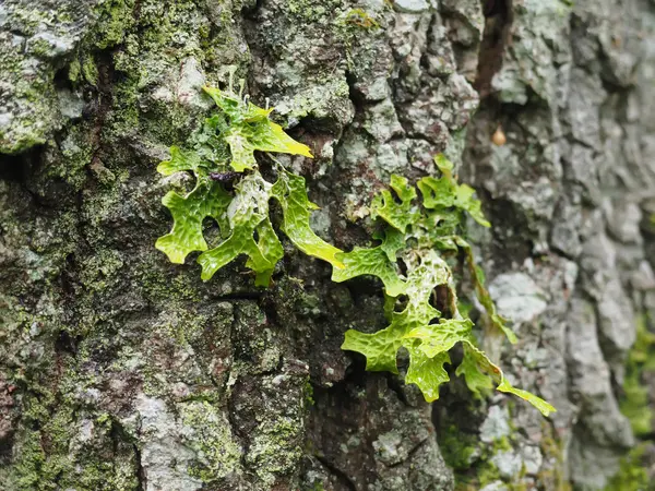 Lobaria pulmonaria orman içinde ağaç üzerinde — Stok fotoğraf