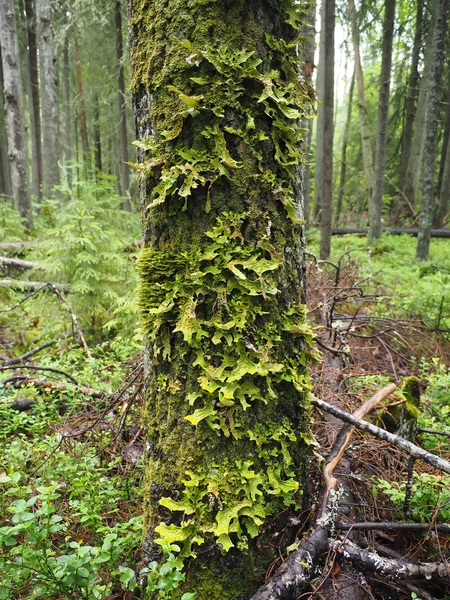 Granicznik (grzyb) pulmonaria na drzewo w lesie — Zdjęcie stockowe