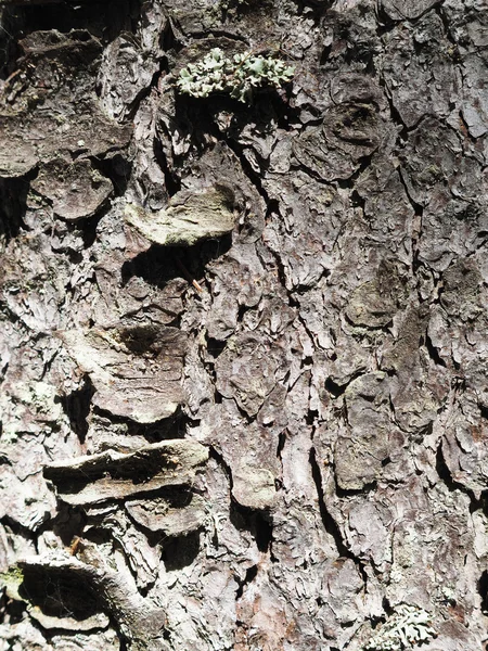 Pine bark — Stock Photo, Image