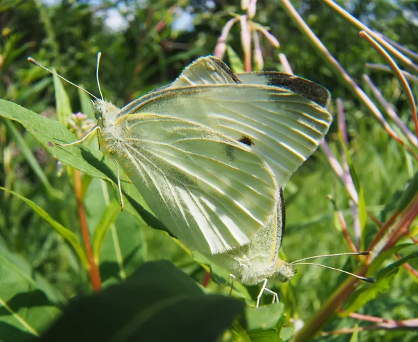 Motýl v trávě — Stock fotografie