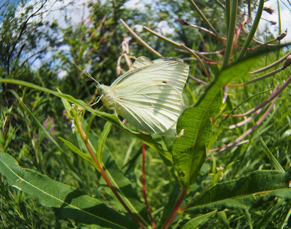 Butterfly in the grass — Stock Photo, Image