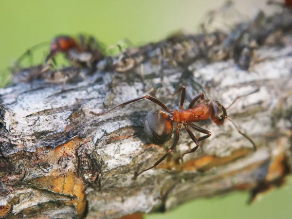 Mrówki na gałęzi — Zdjęcie stockowe