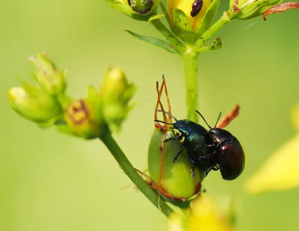 Käfer im Gras — Stockfoto