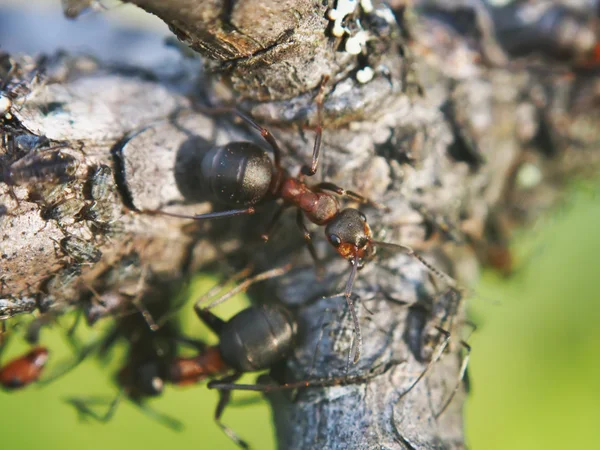 Ameisen auf einem Ast — Stockfoto