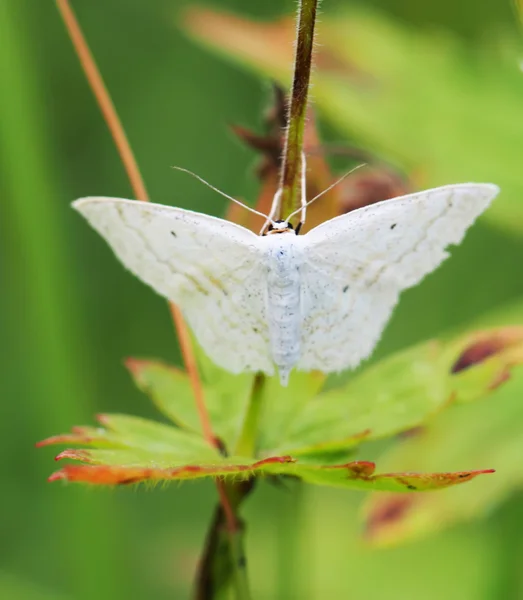 草の中の蝶します。 — ストック写真