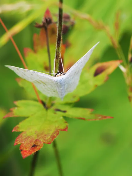Mariposa en la hierba — Foto de Stock