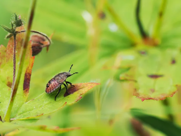 Beetle in the grass — Stock Photo, Image