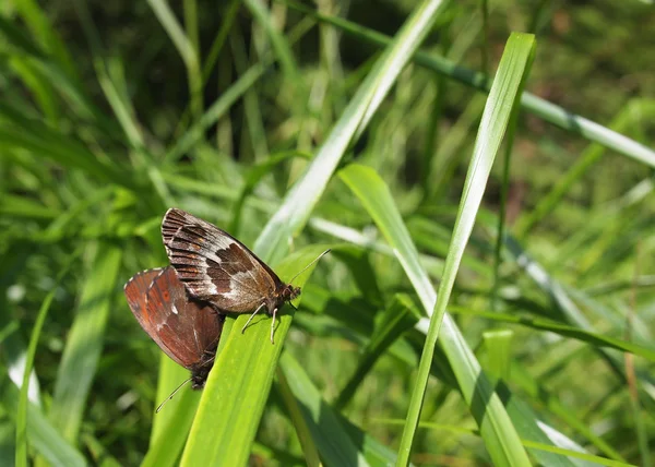 Motyl w trawie — Zdjęcie stockowe