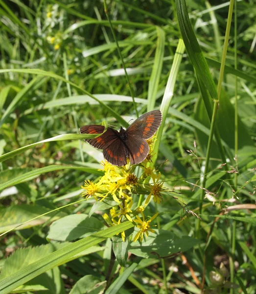 Motyl w trawie — Zdjęcie stockowe