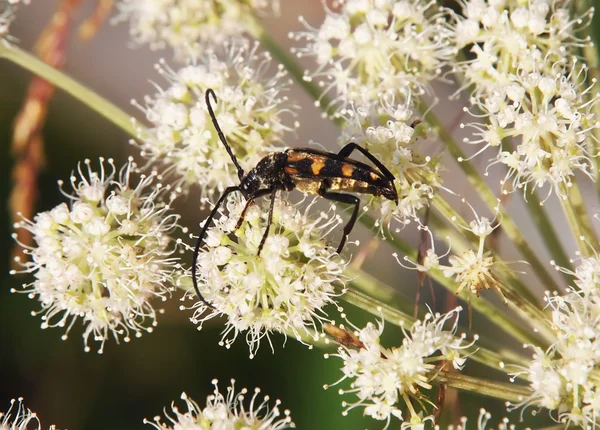 Beetle in the grass — Stock Photo, Image