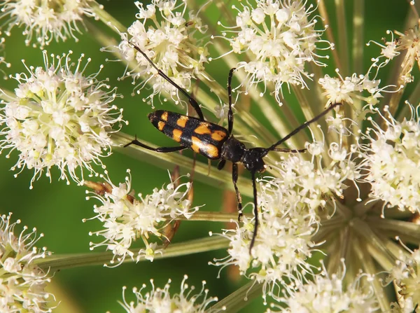 Beetle in the grass — Stock Photo, Image