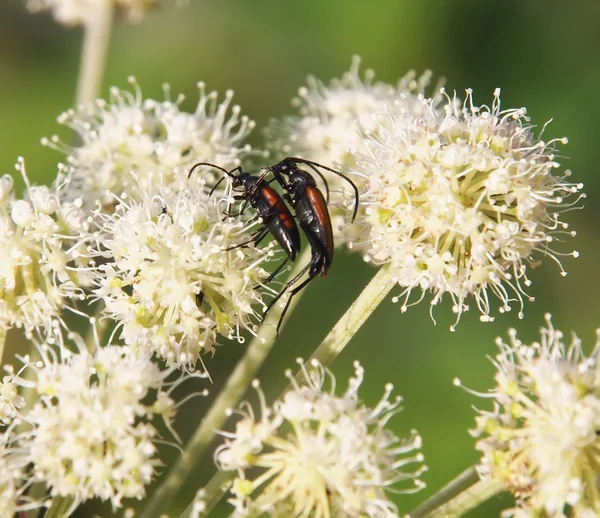 Beetle in the grass — Stock Photo, Image