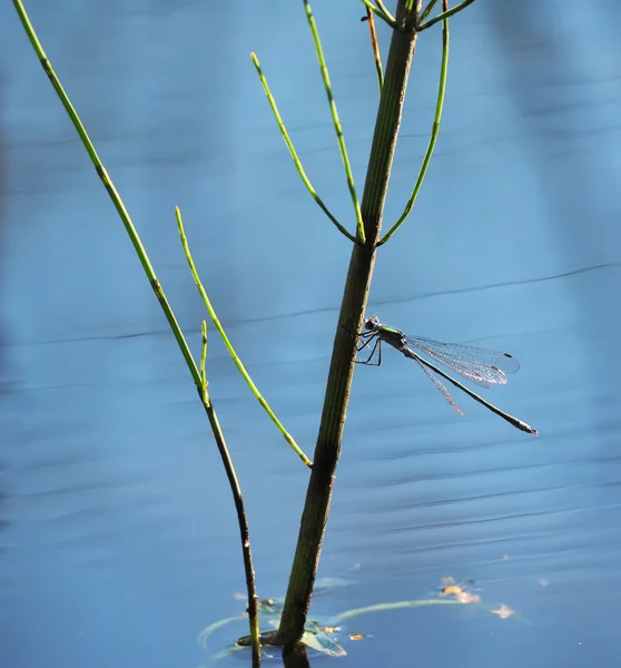 Libelle auf Wasserpflanzen — Stockfoto