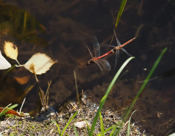 Dragonflies mate in flight — Stock Photo, Image