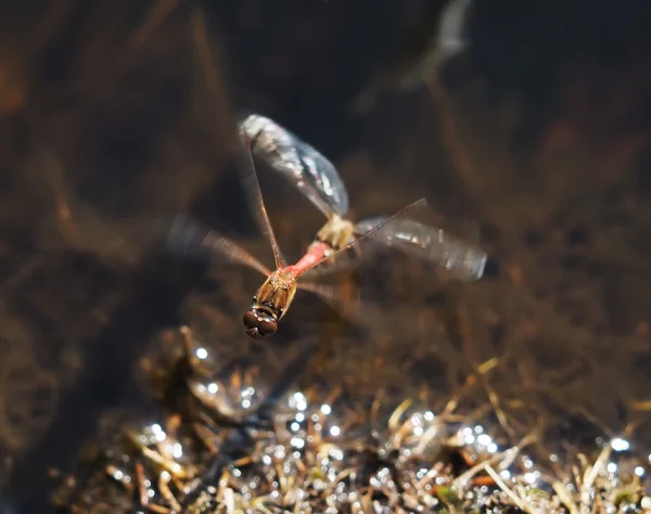 Стрекозы спариваются в полете — стоковое фото