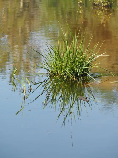 Tanaman di danau — Stok Foto